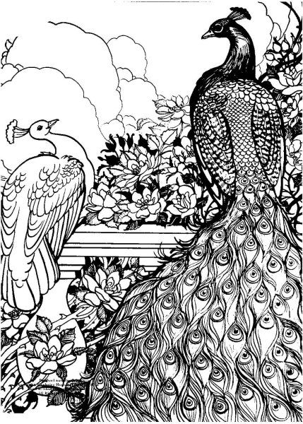 Раскраски для взрослых Павлин