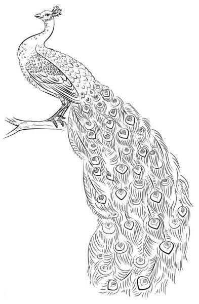 Павлин. Раскраска