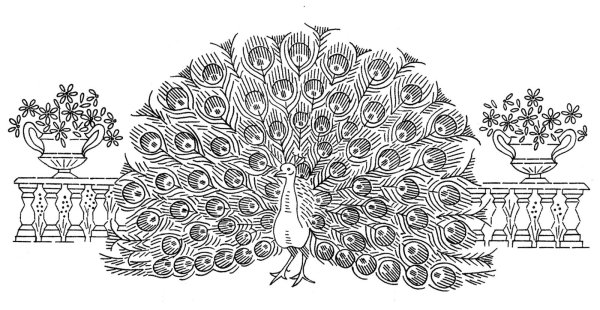 Павлин картинка раскраска