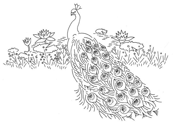 Павлины раскраска