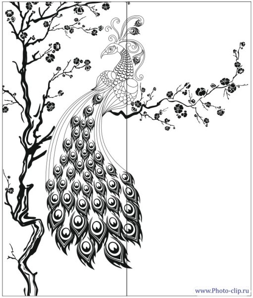 Павлин на ветке раскраска