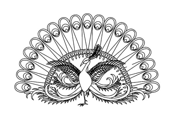 Раскраска птица Павлин