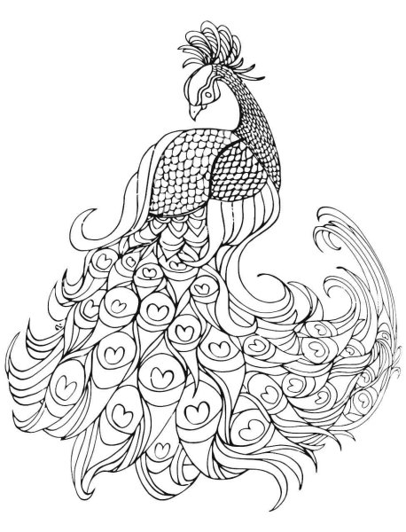 Павлин. Раскраска