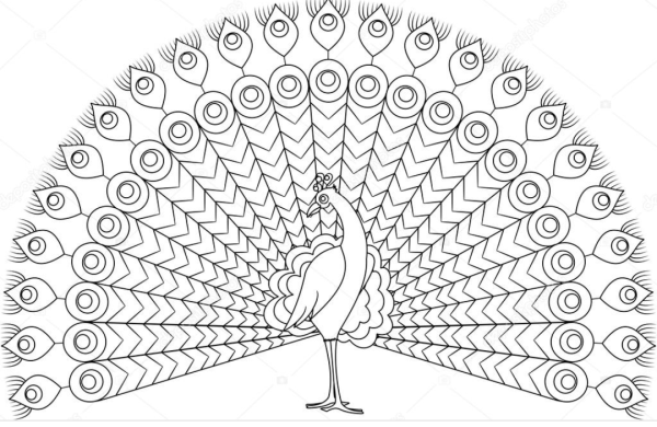 Павлин чб для детей