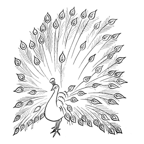 Жар птица раскраска