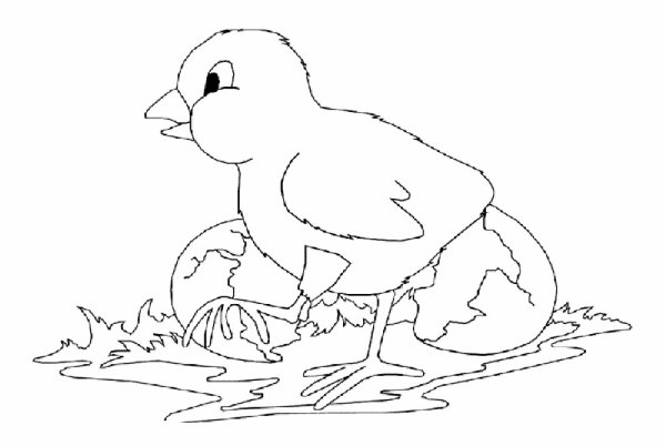 Цыпленок раскраска для детей