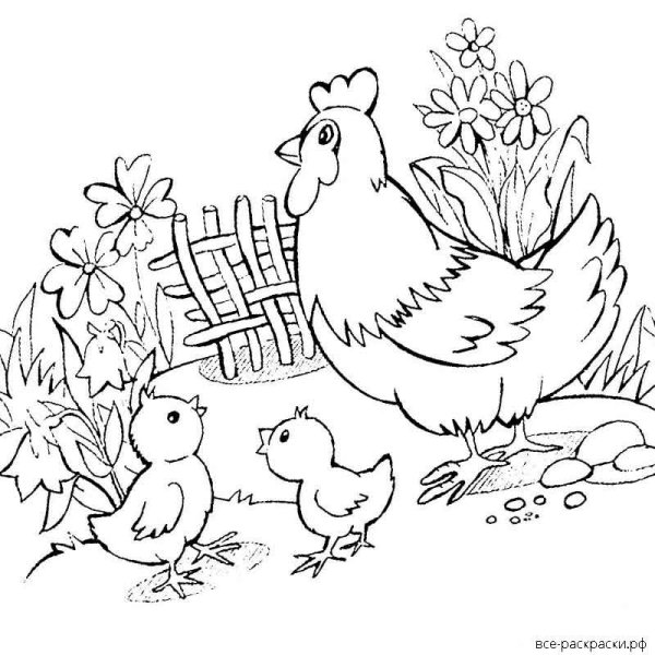 Раскраска курица с цыплятами