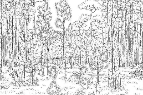 Раскраска леса