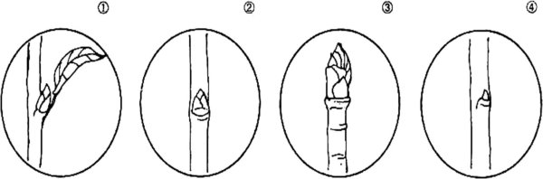 Раскраска почки на деревьях