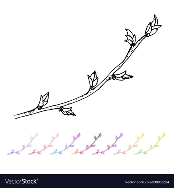 Ветка с почками рисунок