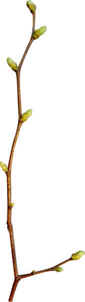 Ветка с почками и листочками