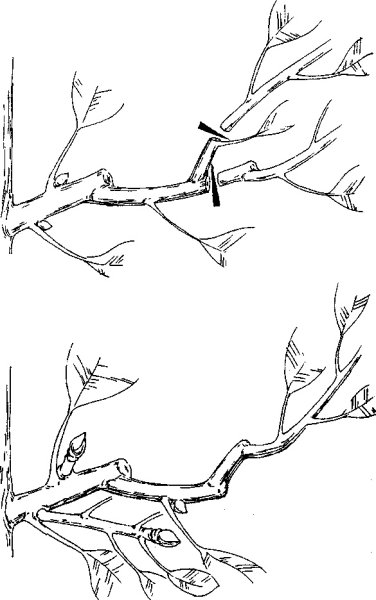 Обрезка яблони Курдюмову