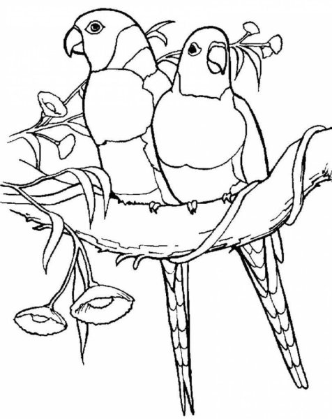 Раскраска попугай