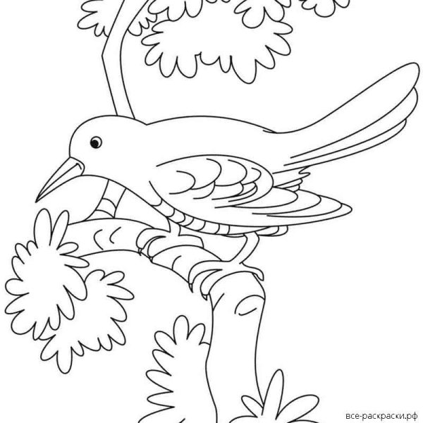Раскраска сорока на ветке