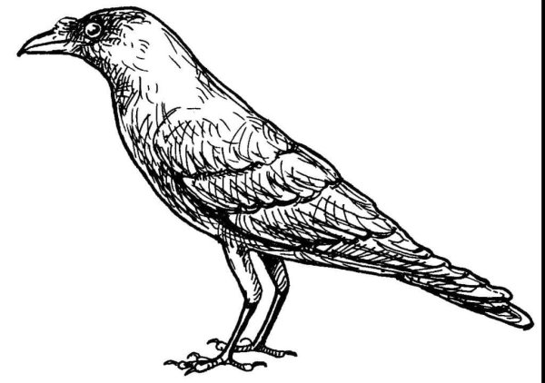 Ворона раскраска для детей