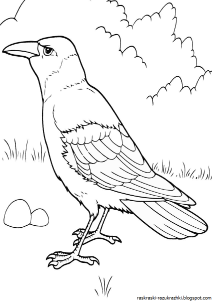 Грач раскраска контур