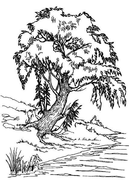 Раскраска дерево Ива