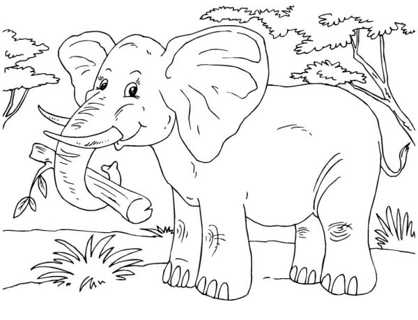 Животные Африки раскраска