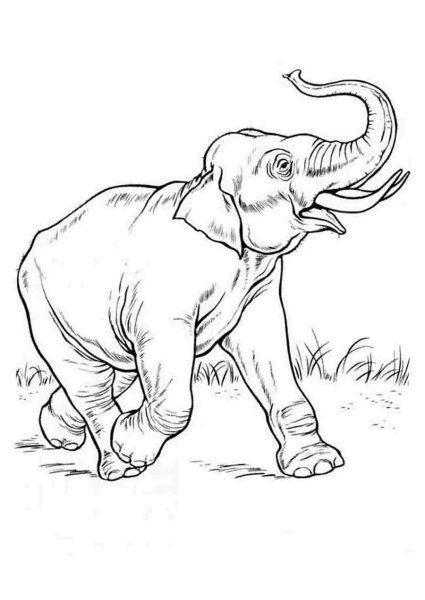 Слон раскраска