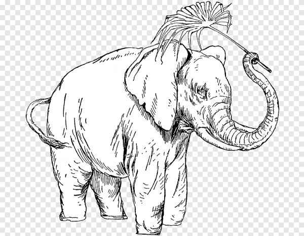 Слон спереди рисунок