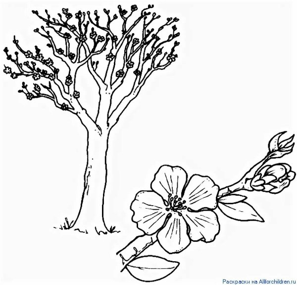 Весеннее дерево раскраска