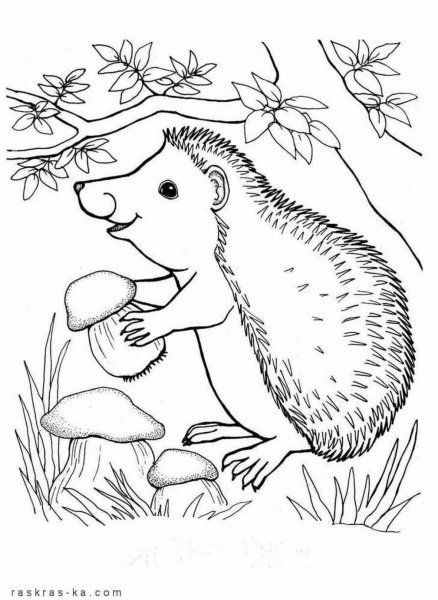 Раскраска Лесные животные