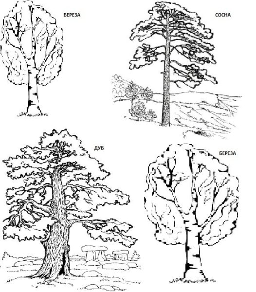 Зарисовка лиственного дерева