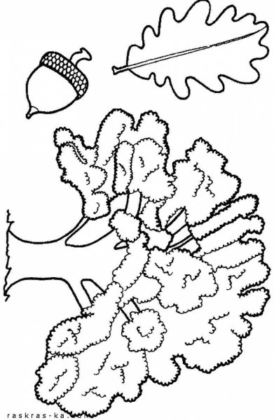 Дуб раскраска