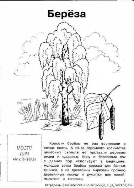 Дерево береза раскраска