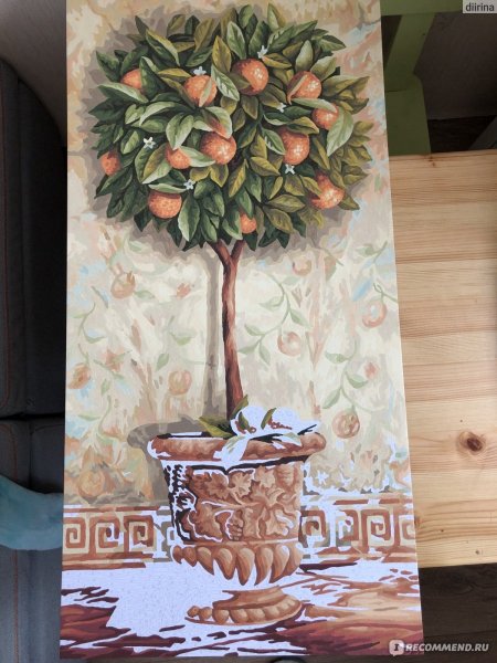 Апельсиновое дерево Schipper