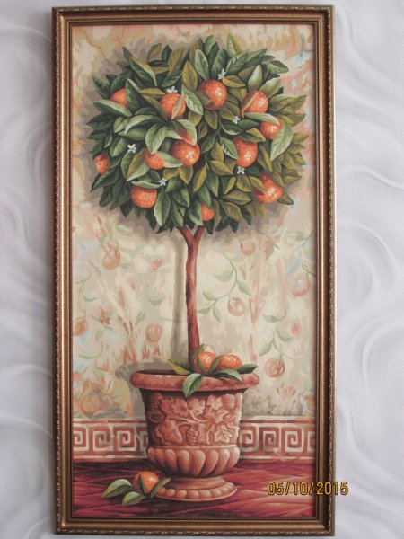 Апельсиновое дерево Schipper