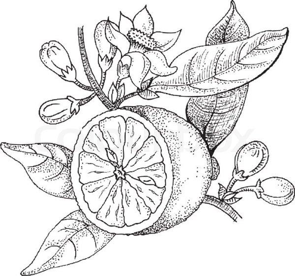 Апельсиновое дерево Графика черно белая