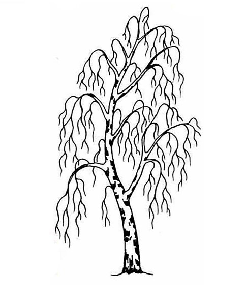 Плакучая берёза без листьев