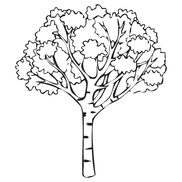 Береза раскраска