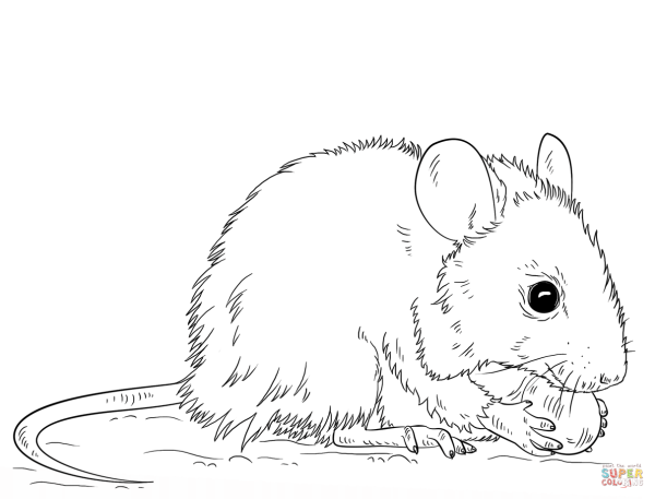 Мышь раскраска