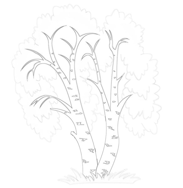 Береза раскраска для детей