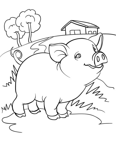 Свинья раскраска для детей