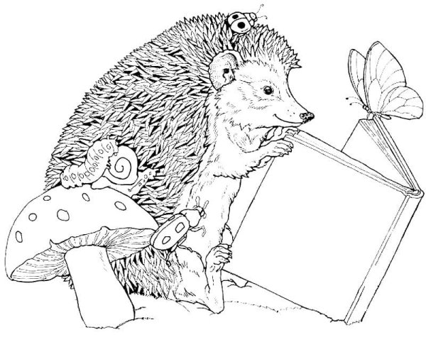 Еж раскраска