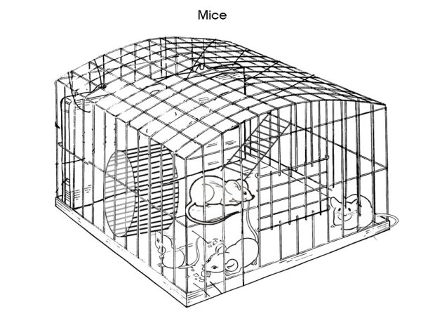 Раскраска хомяк в клетке