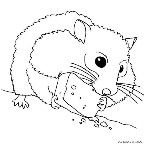 Раскраска хомяк