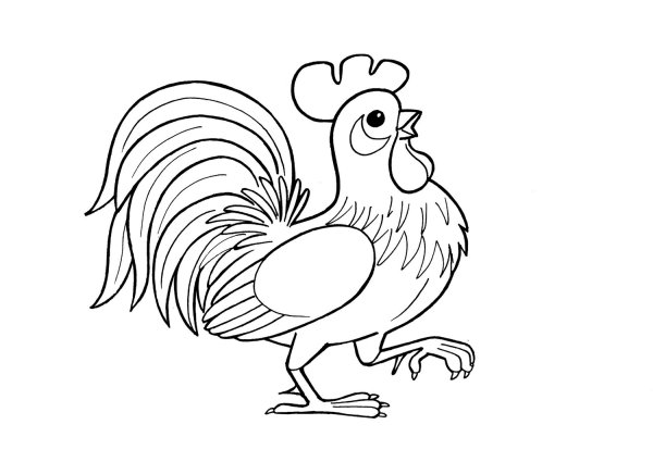 Петух раскраска для детей