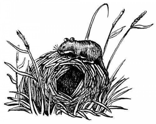 Рисование мышка в норке