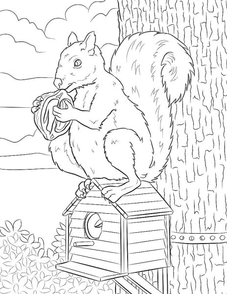 Белка с орешками раскраска