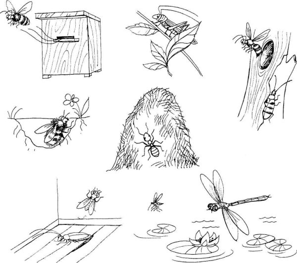 Насекомые задания для детей