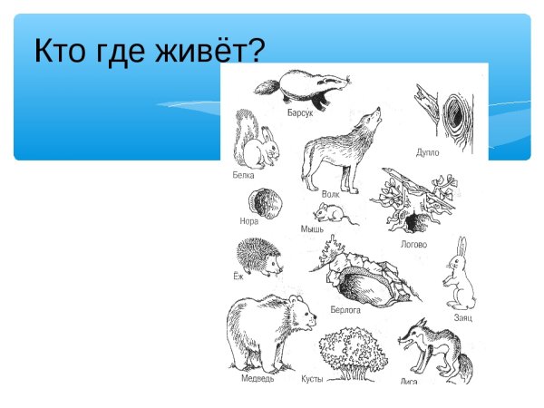 Дикие животные кто где живет