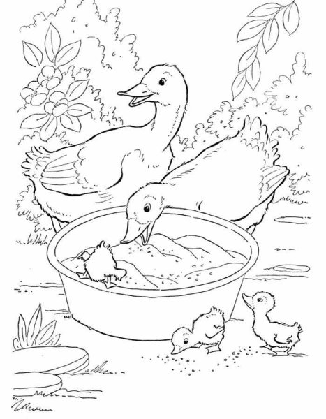 Домашние птицы. Раскраска