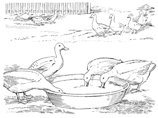 Утка в воде раскраска
