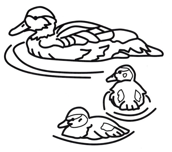 Утенок раскраска