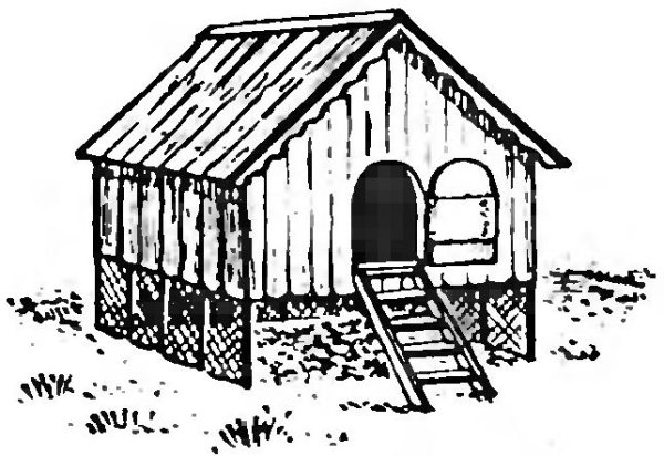 Птичник раскраска