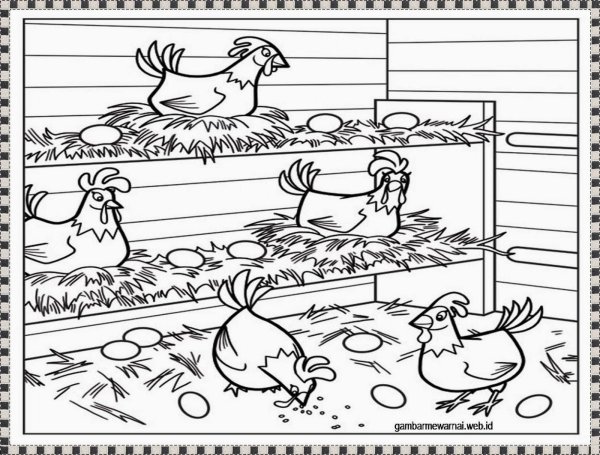Курица петух цыплята раскраска